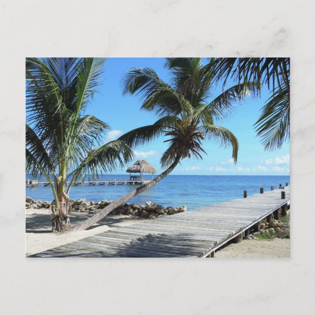 Carte Postale Palmiers et jetée à Belize (Devant)