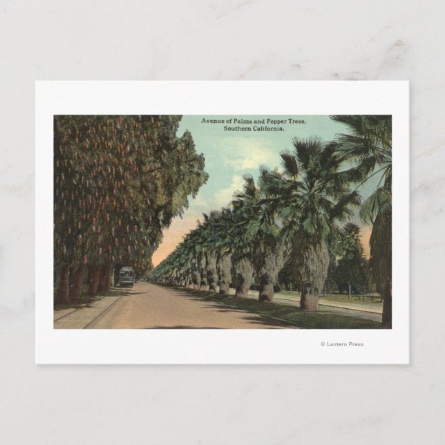 Carte Postale Palmiers et poivriers le long de l'avenue (Devant)