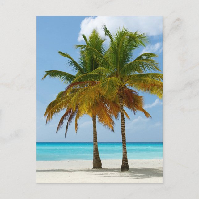 Carte Postale Palmiers Hawaiian Exotic Beach (Devant)