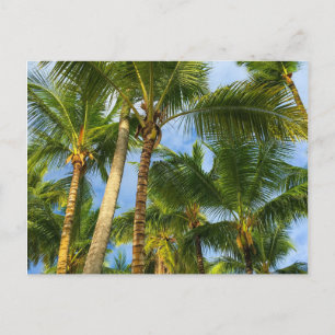 Carte Postale Palmiers Hawaiian Exotic Beach