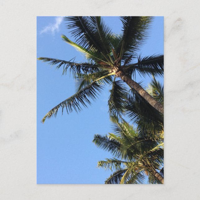 Carte Postale Palmiers Hawaiian Exotic Beach (Devant)