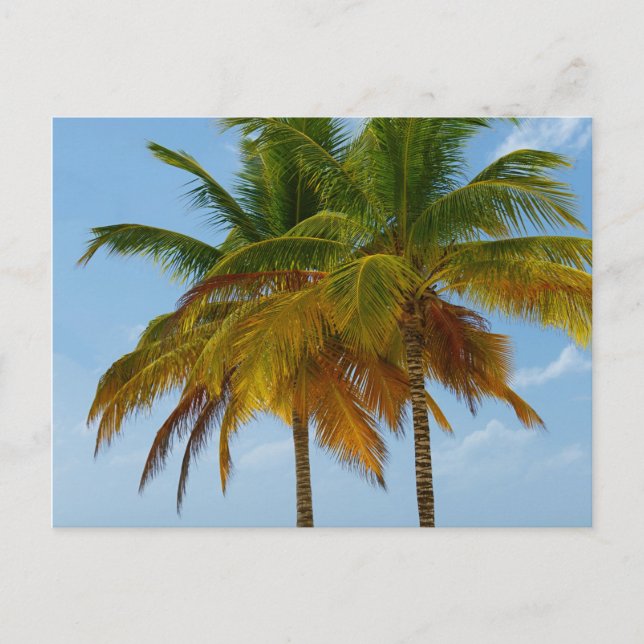 Carte Postale Palmiers Hawaiian Exotic Beach (Devant)