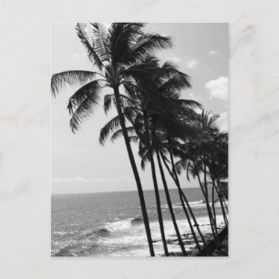 Carte Postale Palmiers noirs et blancs