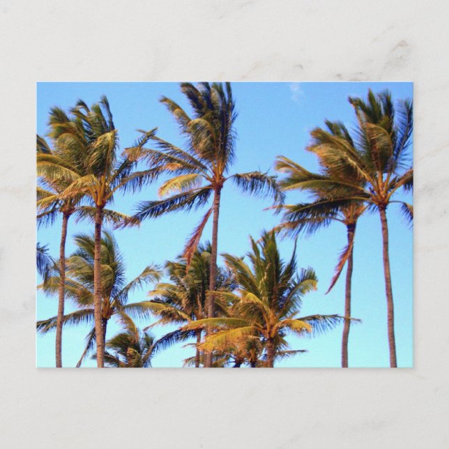 Carte Postale Palmiers North Shore (Devant)
