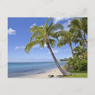 Carte Postale Palmiers sur la plage d'Hawaii.