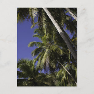 Carte Postale Palmiers sur une île tropicale des Caraïbes