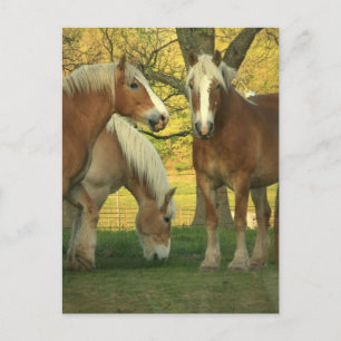 Carte postale Palomino Draft Hors