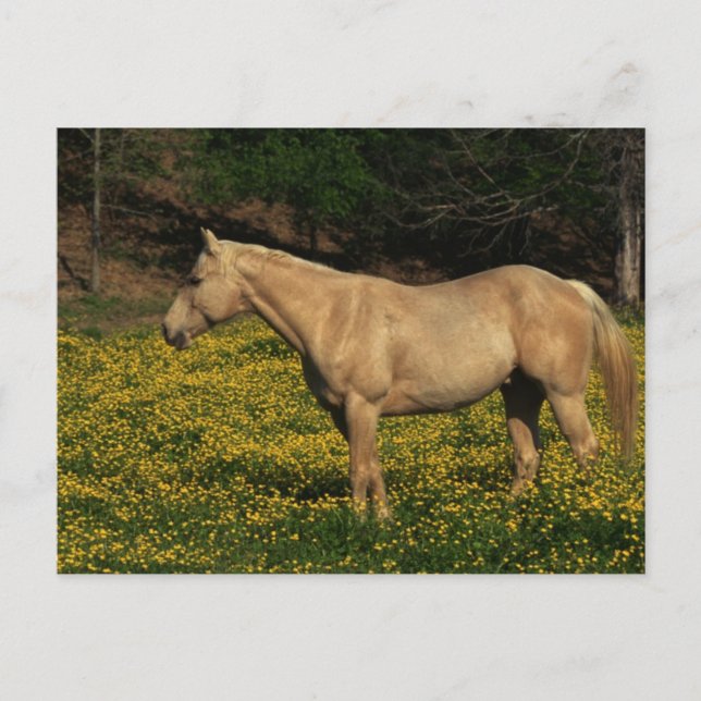 Carte Postale Palomino en Fleurs Jaunes (Devant)