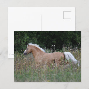 Carte Postale Palomino Gallois Pony Courant En Longue Herbe