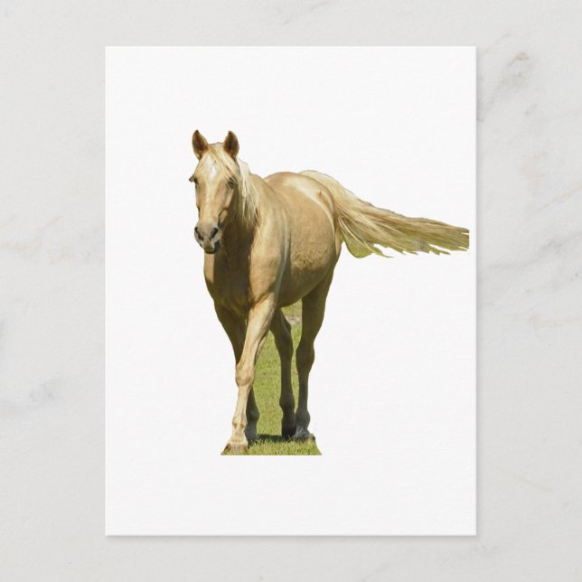 Carte Postale Palomino Horse (Devant)