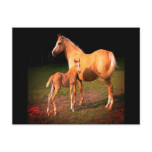 Carte postale Palomino Horse et Colt