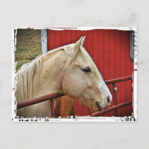 Carte Postale Palomino Horse Red Grange