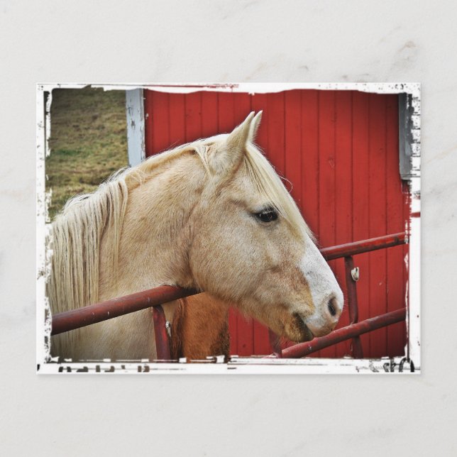 Carte Postale Palomino Horse Red Grange (Devant)