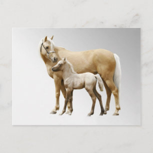 Carte Postale Palomino Mare & Foie