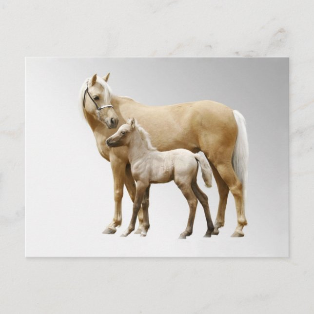 Carte Postale Palomino Mare & Foie (Devant)