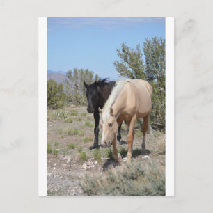 Carte Postale Palomino Mustang