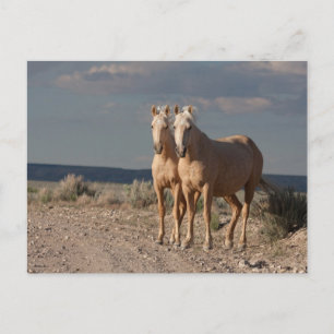 Carte Postale Palominos appariés