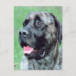 Carte Postale Panage de chien