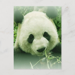 Carte Postale Panda