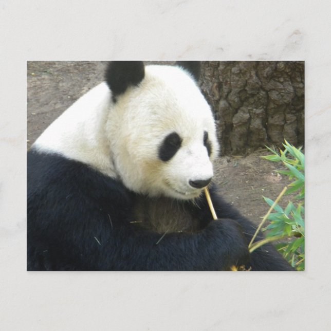 Carte Postale Panda (Devant)