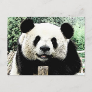 Carte Postale Panda