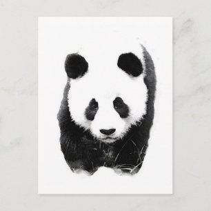 Carte Postale Panda