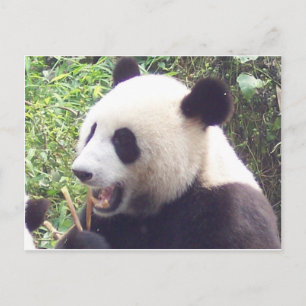 Carte Postale Panda