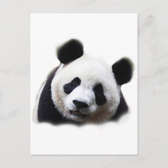 Carte Postale Panda (Devant)