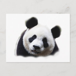 Carte Postale Panda
