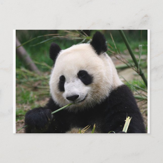 Carte Postale Panda (Devant)