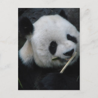 Carte Postale Panda