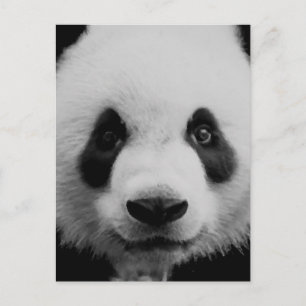 Carte Postale Panda