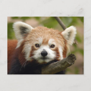 Carte Postale panda-010