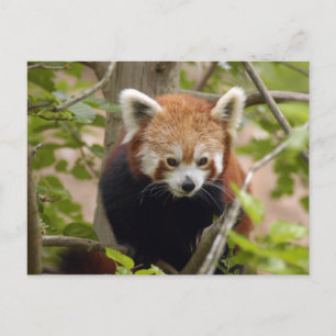 Carte Postale panda-023