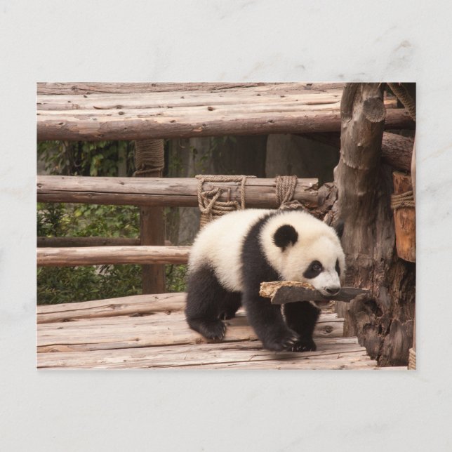 Carte postale Panda Bear (Devant)