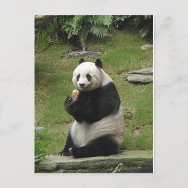 Carte Postale Panda Bear mange du bambou (Devant)