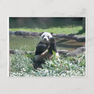 Carte postale Panda Bear Memphis Zoo