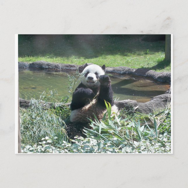 Carte postale Panda Bear Memphis Zoo (Devant)