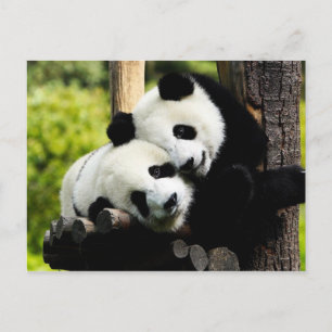 Carte Postale Panda Bears