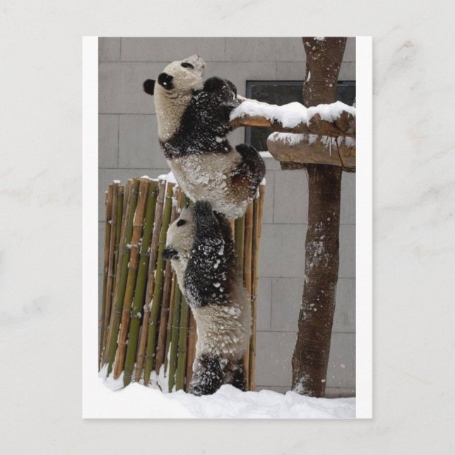 Carte Postale Panda Boost (Devant)