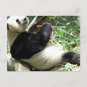 Carte postale Panda et Bambou