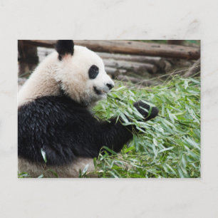 Carte Postale Panda et Bambou