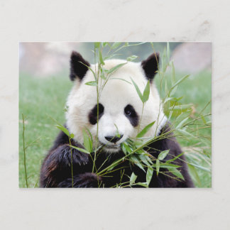 Carte postale Panda géant, animaux 0329.
