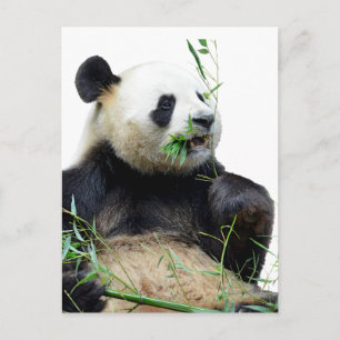 Carte Postale Panda géant isolé mangeant du bambou