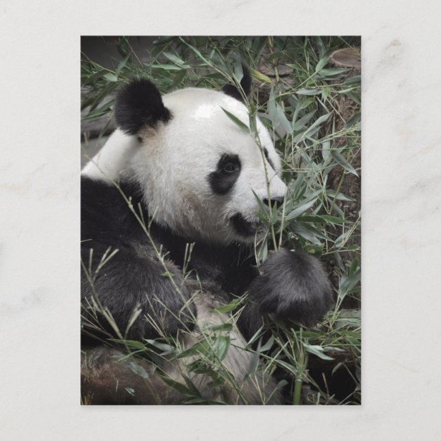 Carte Postale Panda géant mangeant du bambou (Devant)