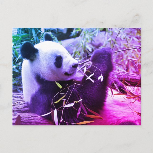 Carte Postale Panda géant mangeant du bambou (Devant)