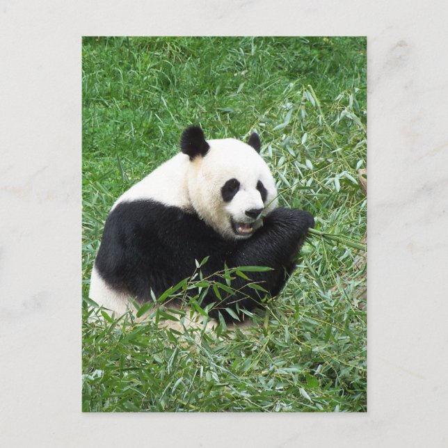 Carte Postale Panda géant mangeant du bambou (Devant)