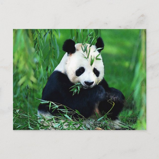 Carte Postale Panda Manger Feuilles (Devant)