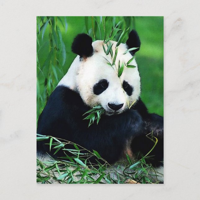 Carte Postale Panda Manger Feuilles (Devant)