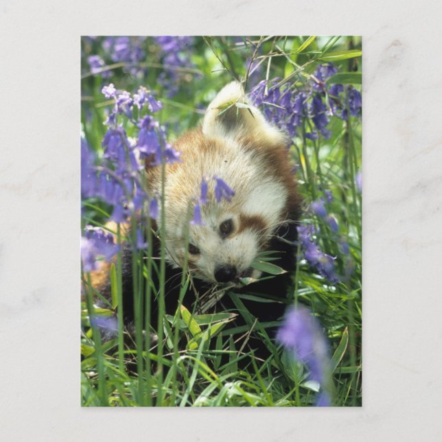 Carte Postale Panda rouge (Devant)